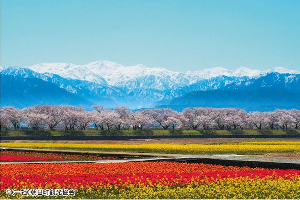 <富山>富山に春を告げる奇跡の光景!あさひ舟川「春の四重奏」♪ 2日間【明石・三宮出発】1